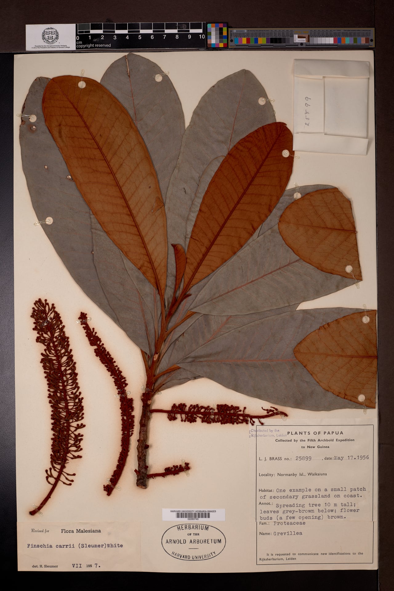 Finschia carrii