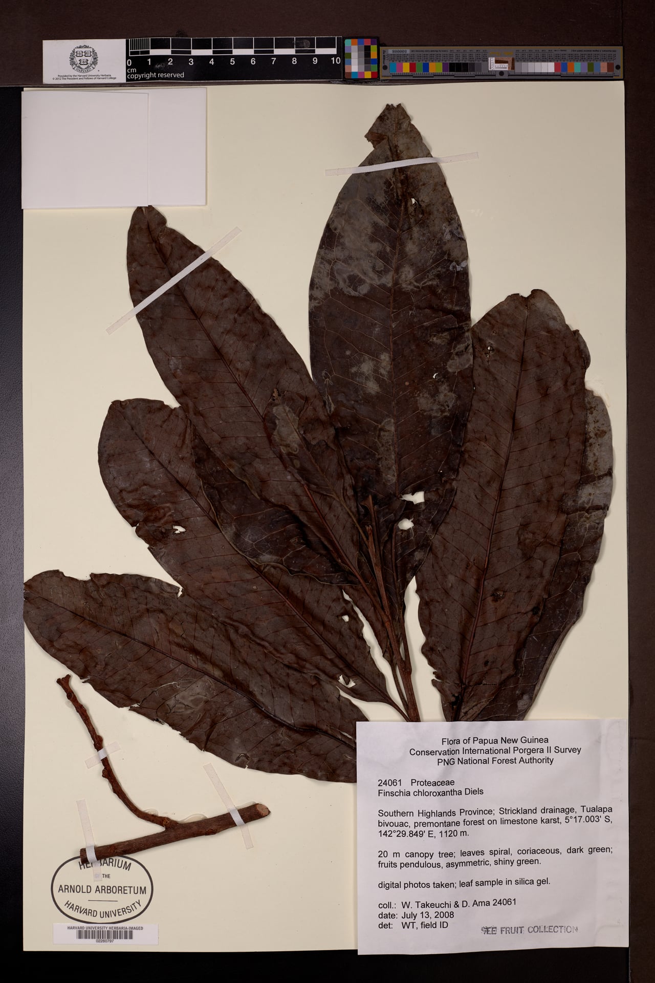 Finschia chloroxantha (Finschia nut) — photo