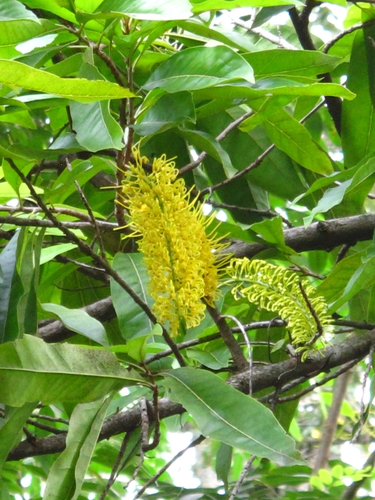 Finschia chloroxantha