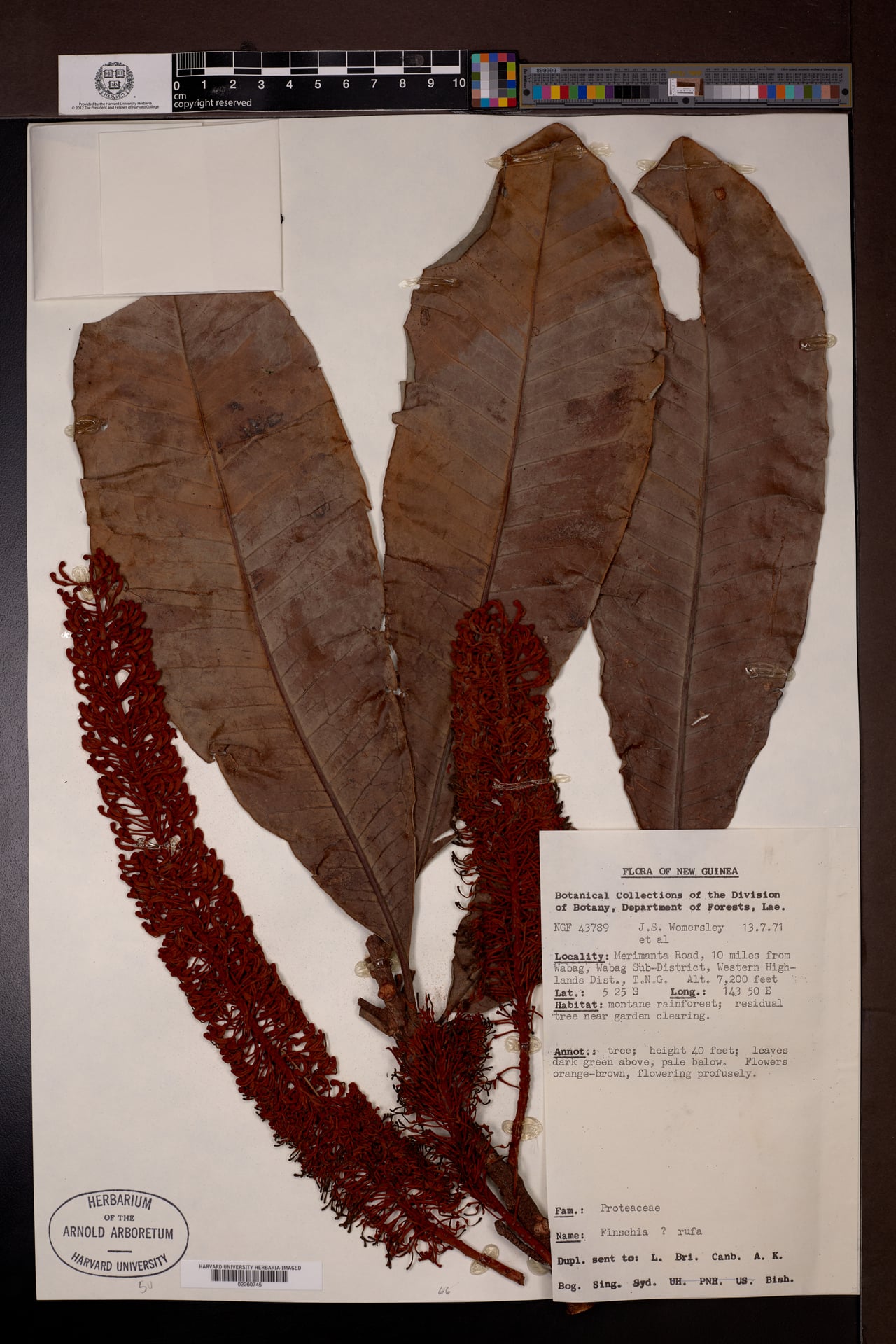 Finschia rufa — photo