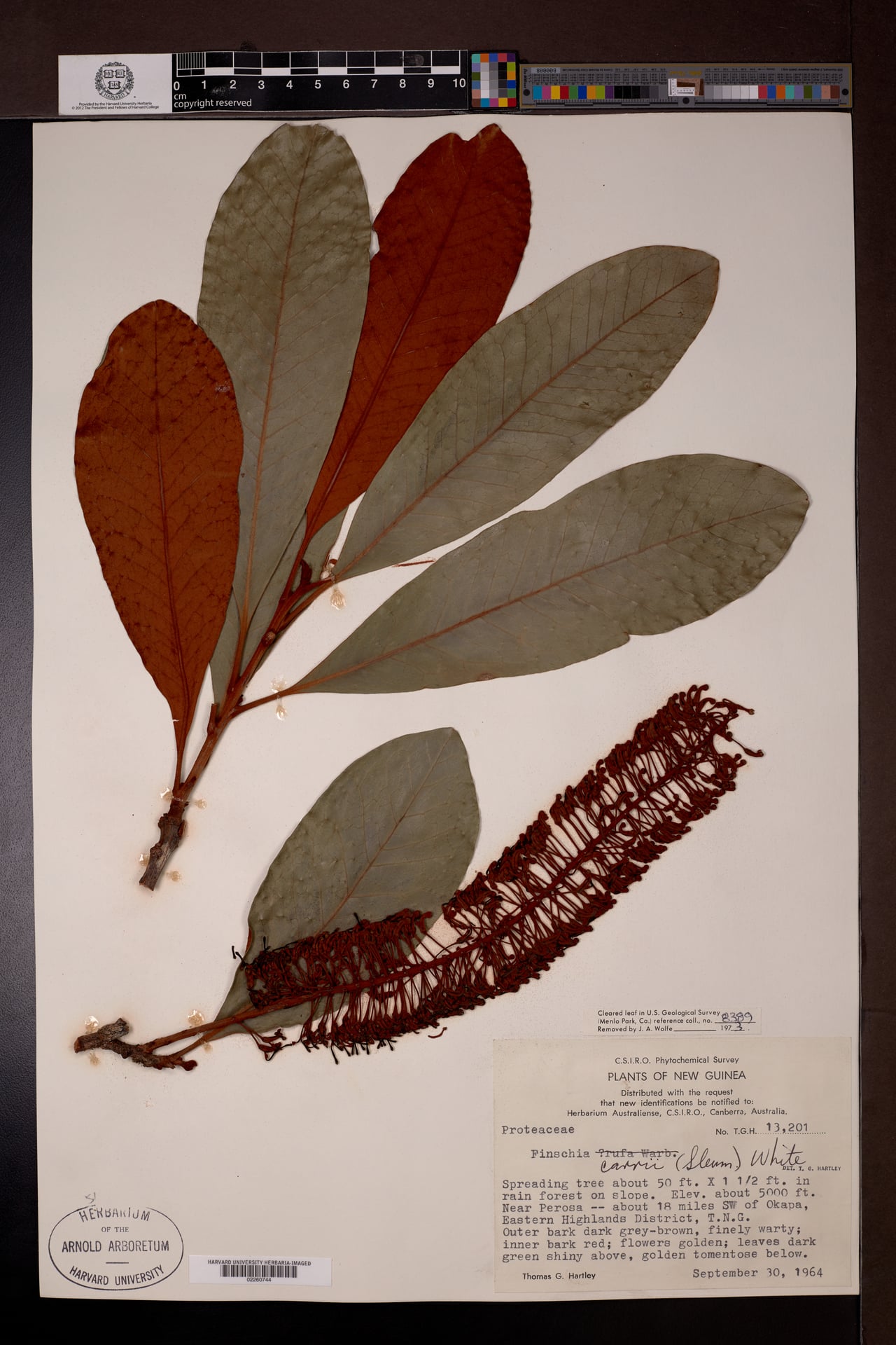 Finschia rufa — photo