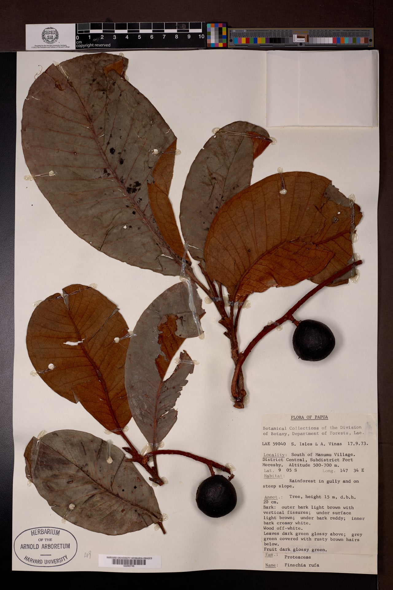 Finschia rufa