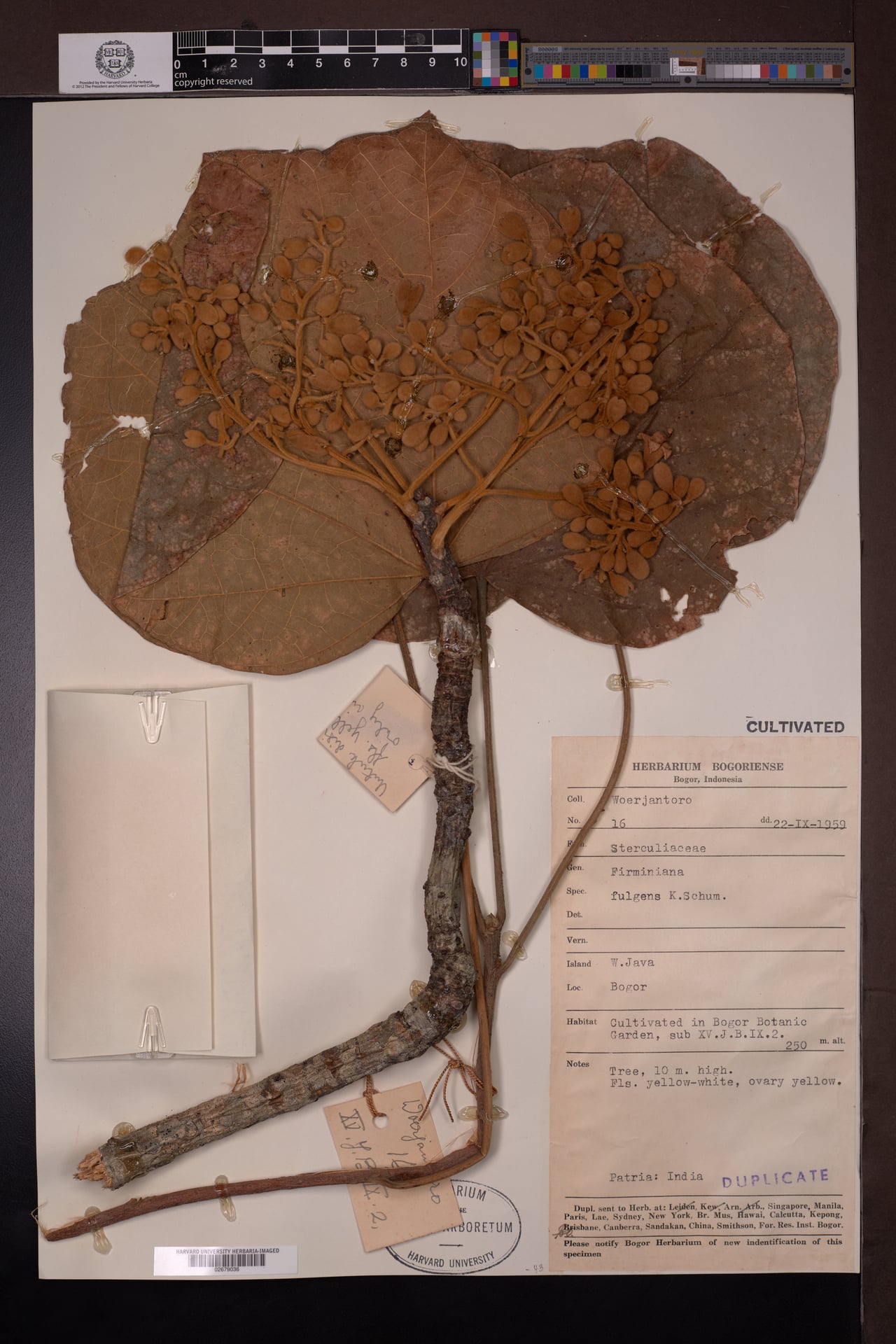 Firmiana fulgens (Pale sterculia) — photo