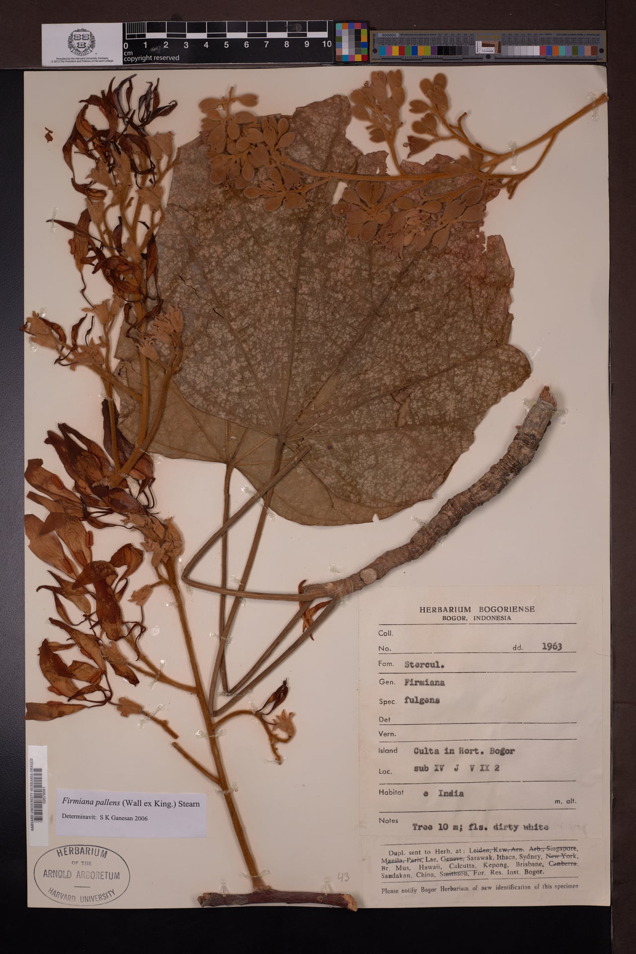 Firmiana fulgens