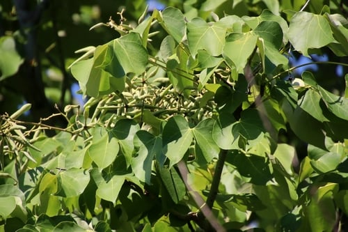 Firmiana simplex (Chinese parasol tree) — photo