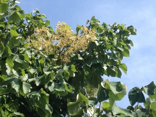 Firmiana simplex (Chinese parasol tree) — photo