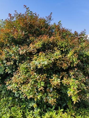 Firmiana simplex