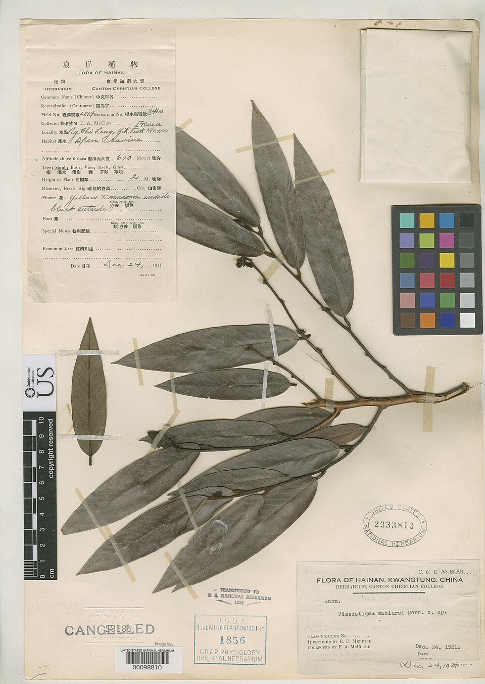 Fissistigma maclurei