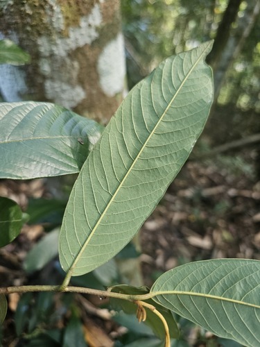Fissistigma oldhamii — photo