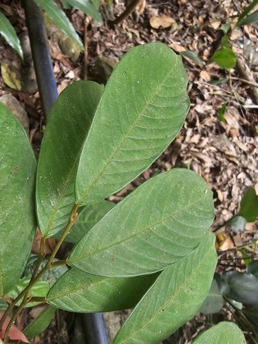 Fissistigma oldhamii — photo