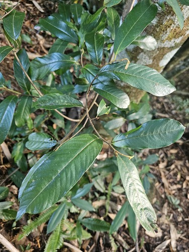 Fissistigma oldhamii