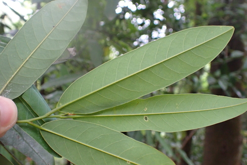 Fissistigma uonicum (Xiang gang gua fu mu) — photo
