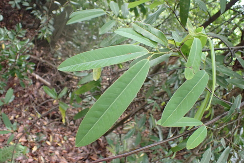 Fissistigma uonicum (Xiang gang gua fu mu) — photo