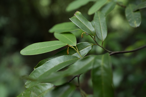 Fissistigma uonicum