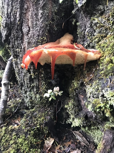 Fistulina hepatica (Beefsteak Fungus) — photo