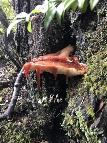 Fistulina hepatica (Beefsteak Fungus) — photo