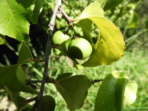 Flacourtia flavescens (Niger plum) — photo