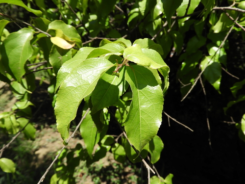 Flacourtia flavescens