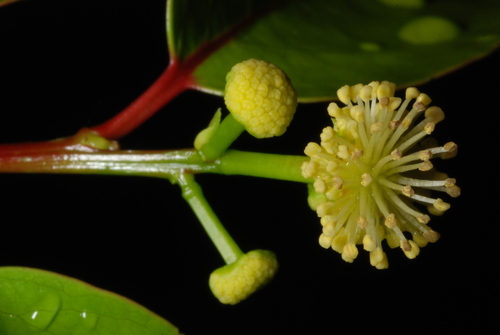 Flacourtia indica (Governor’s plum) — photo