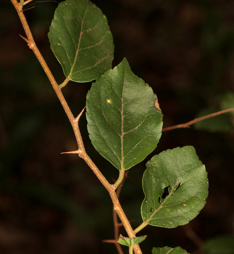 Flacourtia indica (Governor’s plum) — photo