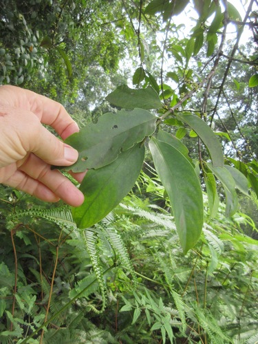 Flacourtia inermis (Lovi-lovi) — photo