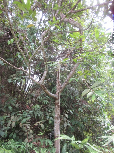 Flacourtia inermis (Lovi-lovi) — photo