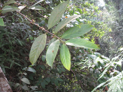 Flacourtia inermis