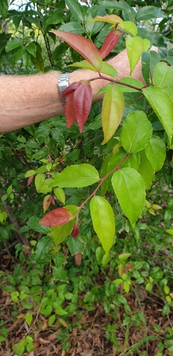 Flacourtia jangomas (Coffee plum) — photo