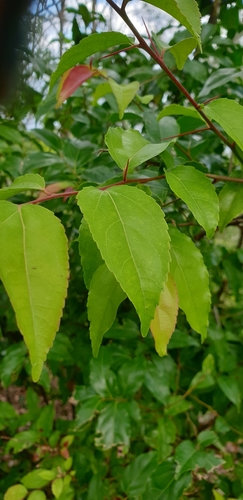Flacourtia jangomas (Coffee plum) — photo
