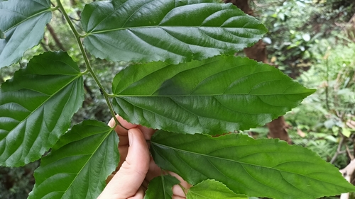 Flacourtia rukam (Rukam) — photo
