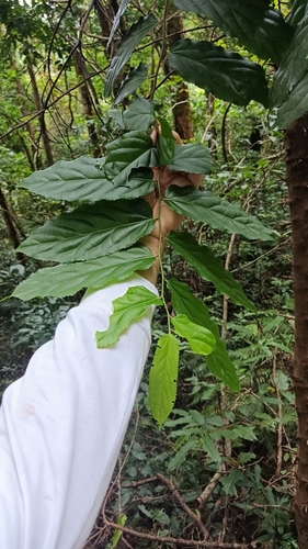 Flacourtia rukam (Rukam) — photo