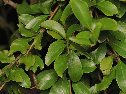 Flacourtia territorialis