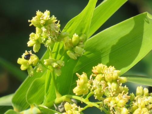 Flagellaria guineensis