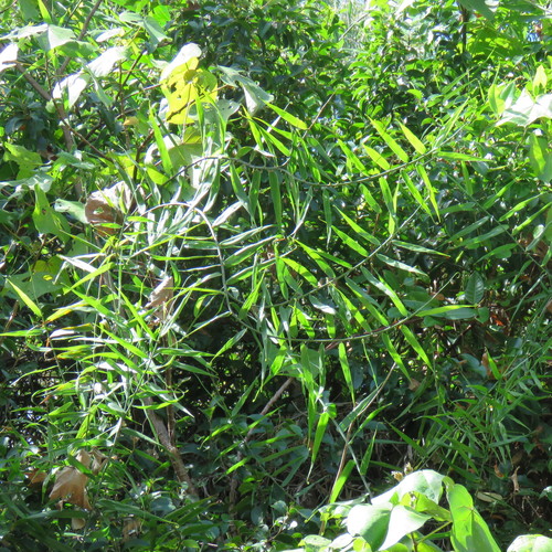 Flagellaria indica (Supplejack) — photo