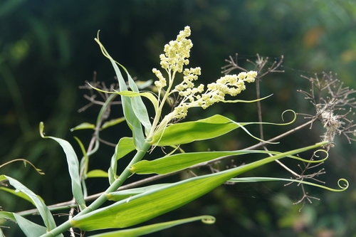 Flagellariaceae
