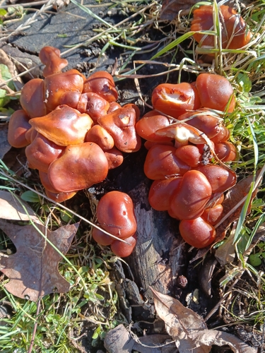 Flammulina velutipes (Velvet shank) — photo