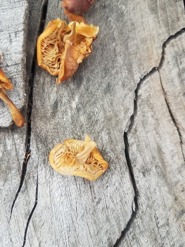 Flammulina velutipes (Velvet shank) — photo