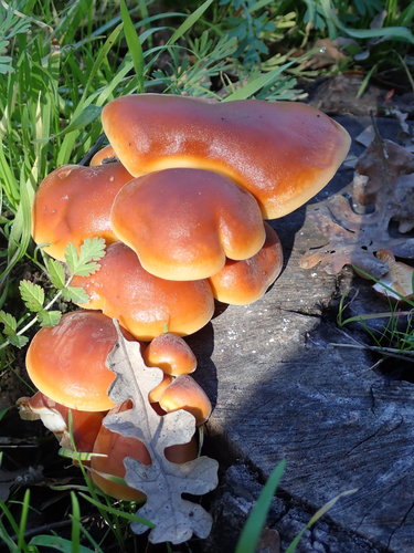 Physalacriaceae