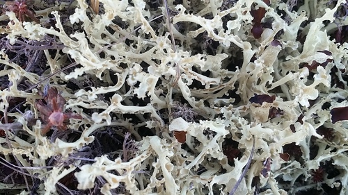 Flavocetraria cucullata