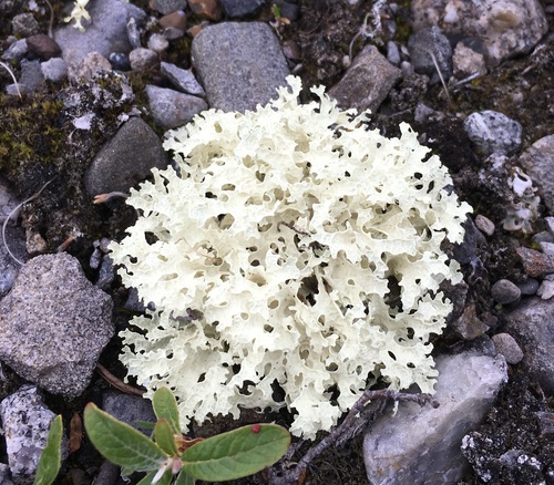 Flavocetraria nivalis (Crinkled snow lichen) — photo