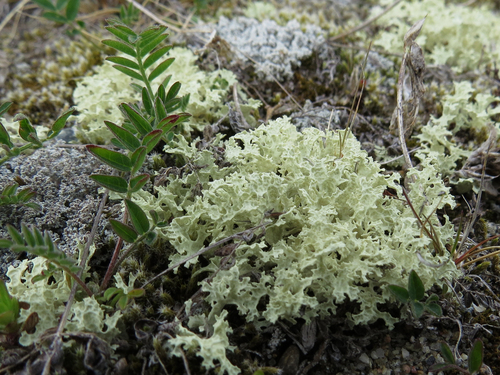 Flavocetraria nivalis (Crinkled snow lichen) — photo