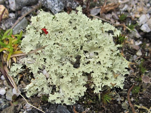Flavocetraria nivalis