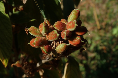 Flemingia grahamiana (Stain-pod) — photo