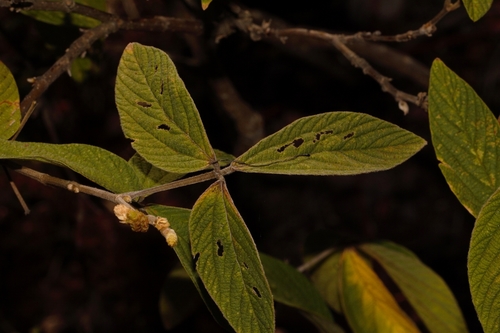 Flemingia grahamiana (Stain-pod) — photo