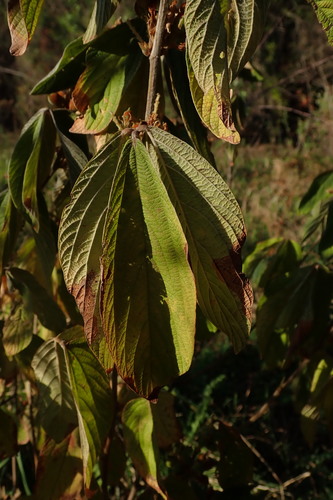 Flemingia grahamiana