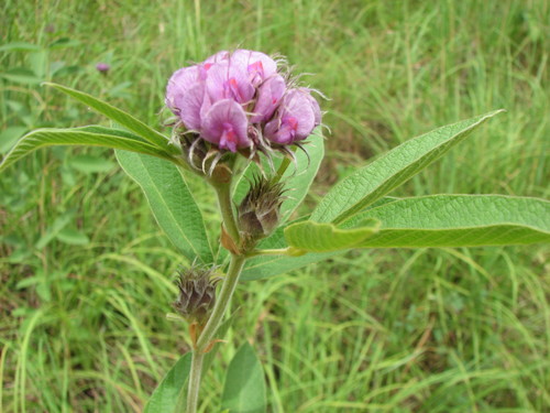 Flemingia involucrata (Flemingia) — photo