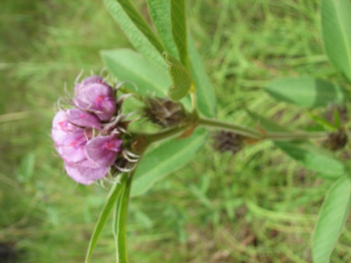 Flemingia involucrata (Flemingia) — photo