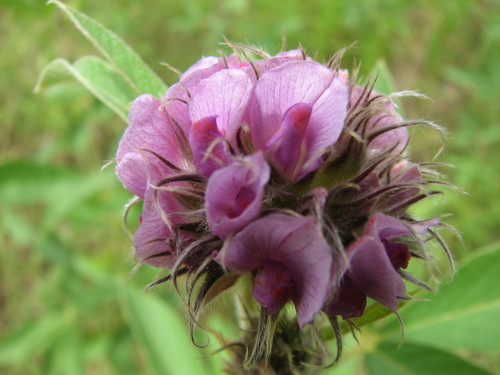 Flemingia involucrata
