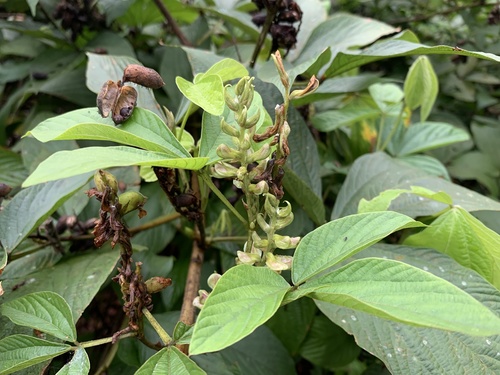 Flemingia macrophylla (Longleaf Wurrus) — photo