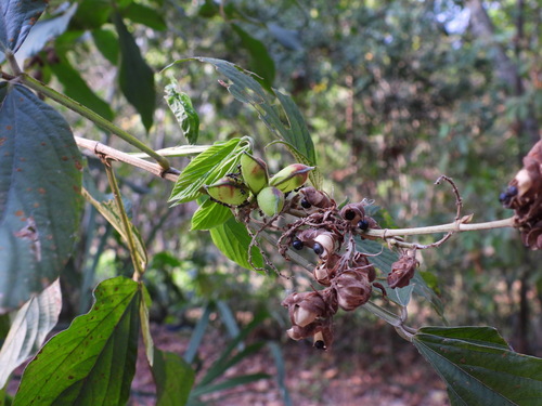 Flemingia macrophylla (Longleaf Wurrus) — photo